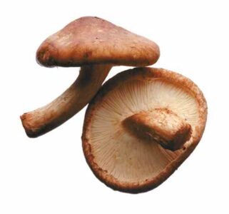 A Mushroom and Barley Soup Recipe Image